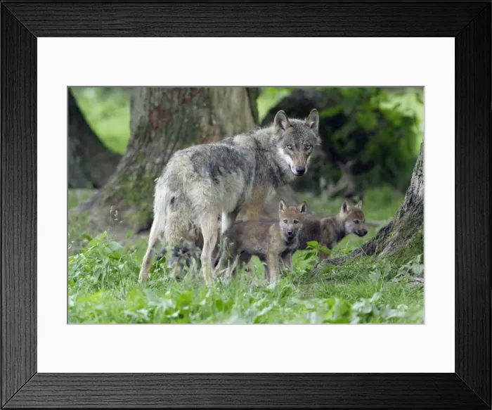 Framed Print : European Grey Wolf- female with young cubs, Lower Saxony, Germany Framed Print : European Grey Wolf- female with young cubs, Lower Saxony, Germany