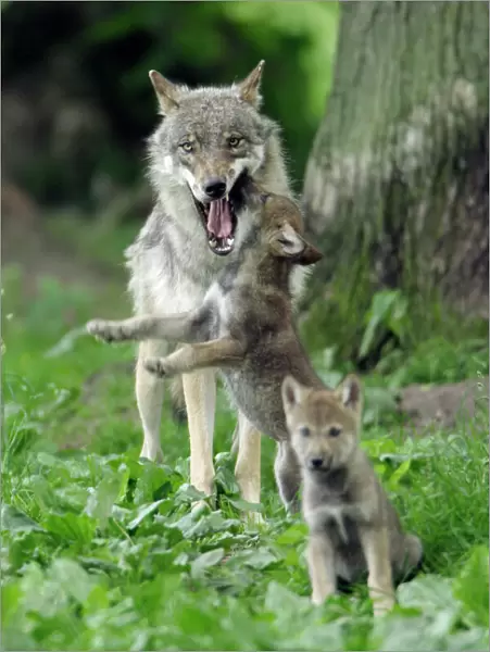 European Grey Wolf- cub begging for food from female, Lower Saxony, Germany