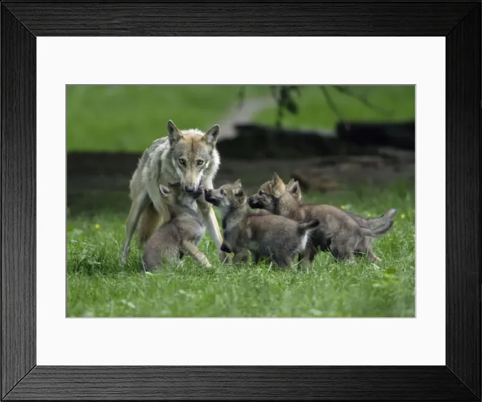 Framed Print : European Grey Wolf- cubs begging for food from female, Lower Saxony, Germany