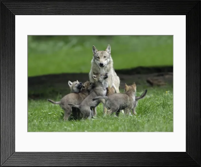 Framed Print : European Grey Wolf- cubs begging for food from female, Lower Saxony, Germany Framed Print : European Grey Wolf- cubs begging for food from female, Lower Saxony, Germany