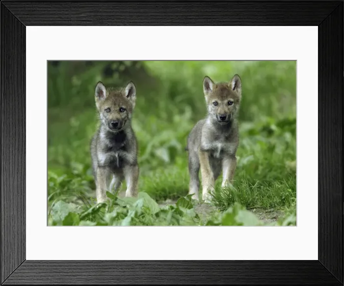 Framed Print : European Grey Wolf- 2 cubs alert, Lower Saxony, Germany Framed Print : European Grey Wolf- 2 cubs alert, Lower Saxony, Germany