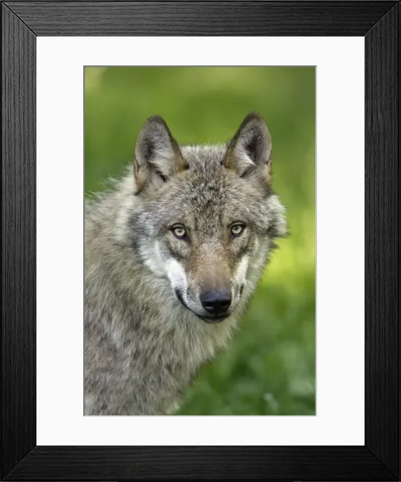 Framed Print : European Grey Wolf- portrait, Lower Saxony, Germany Framed Print : European Grey Wolf- portrait, Lower Saxony, Germany