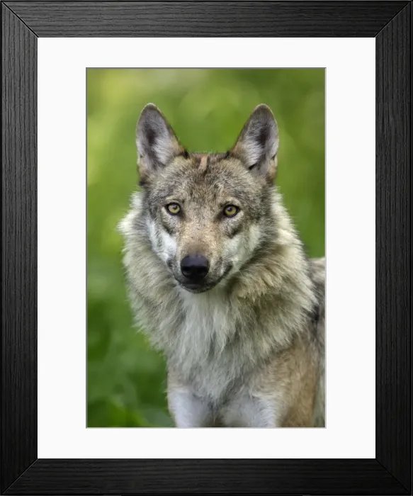 Framed Print : European Grey Wolf- portrait, Lower Saxony, Germany Framed Print : European Grey Wolf- portrait, Lower Saxony, Germany