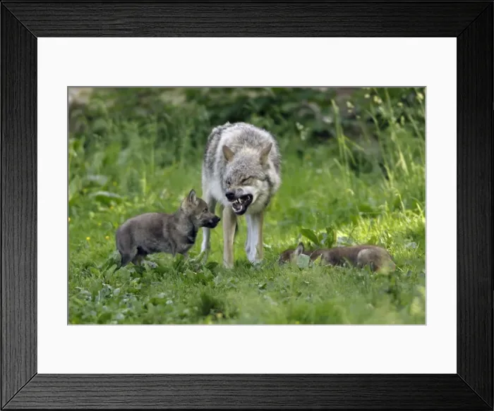 Framed Print : European Grey Wolf- cubs begging for food from pack member, Lower Saxony, Germany Framed Print : European Grey Wolf- cubs begging for food from pack member, Lower Saxony, Germany