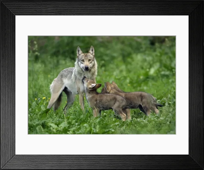 Framed Print : European Grey Wolf- cubs begging for food from female, Lower Saxony, Germany