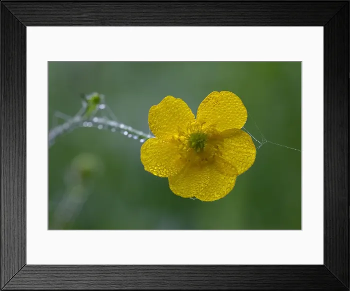 Framed Print : Meadow Buttercup- flower covered with morning dew, Lower Saxony, Germany Framed Print : Meadow Buttercup- flower covered with morning dew, Lower Saxony, Germany
