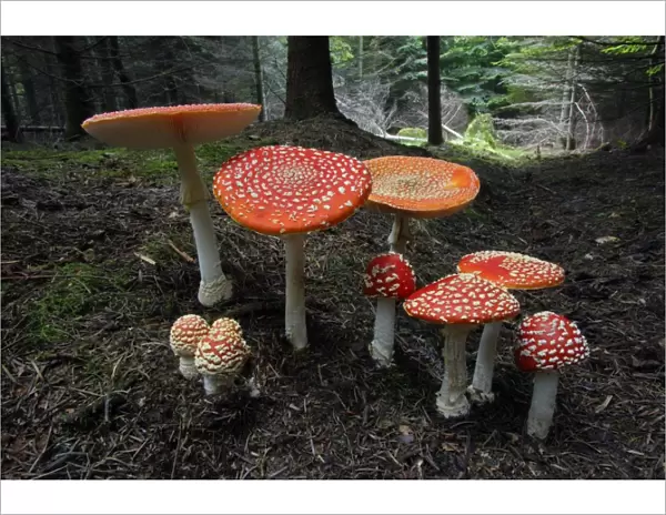 Fungus, Fly Agaric - growing in coniferous woodland, Lower Saxony, Germany