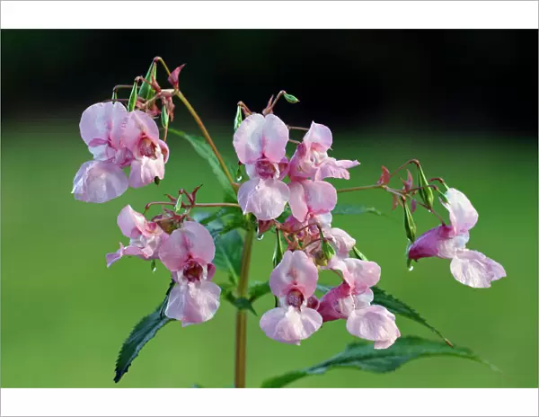 Himalayan Balsam - flowering plant, Lower Saxony, Germany