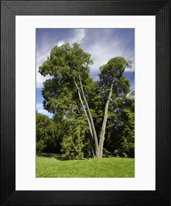 Framed Print : Small-Leafed Lime - tree standing in park, Lower Saxony, Germany Framed Print : Small-Leafed Lime - tree standing in park, Lower Saxony, Germany