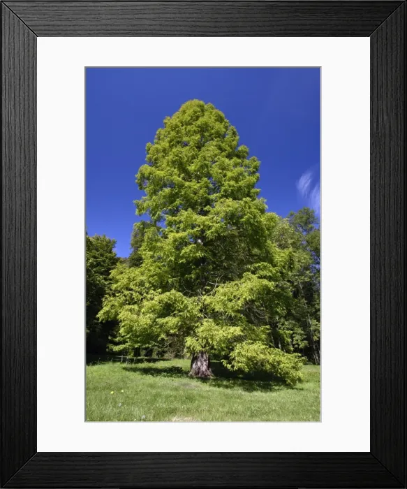 Framed Print : Swanp Cypress Tree - standing in park, Hessen, Germany Framed Print : Swanp Cypress Tree - standing in park, Hessen, Germany