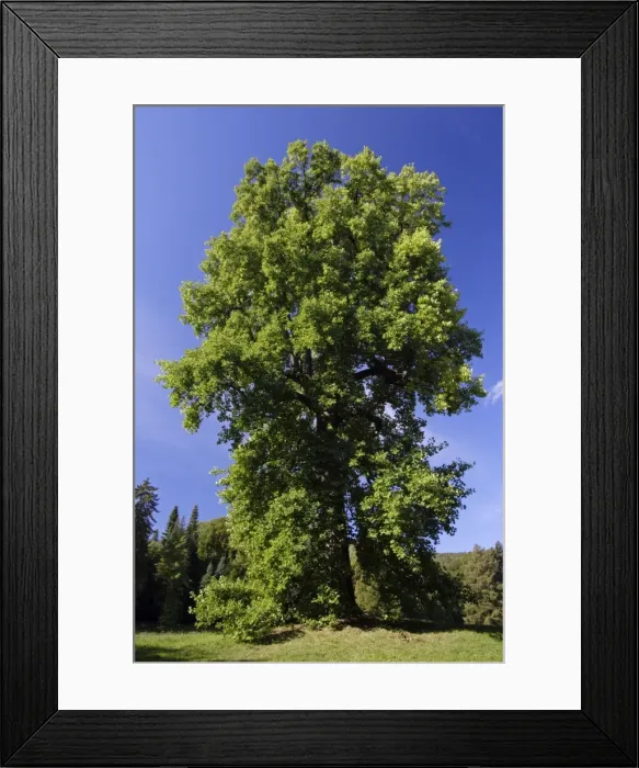 Framed Print : Tulip-Tree - standing in park, Hessen, Germany Framed Print : Tulip-Tree - standing in park, Hessen, Germany