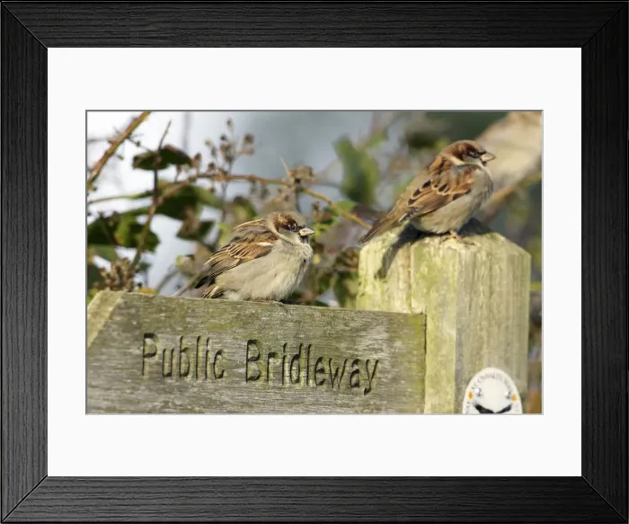 Framed Print : House Sparrow - male bird perched on footpath sign Northumberland, UK Framed Print : House Sparrow - male bird perched on footpath sign Northumberland, UK
