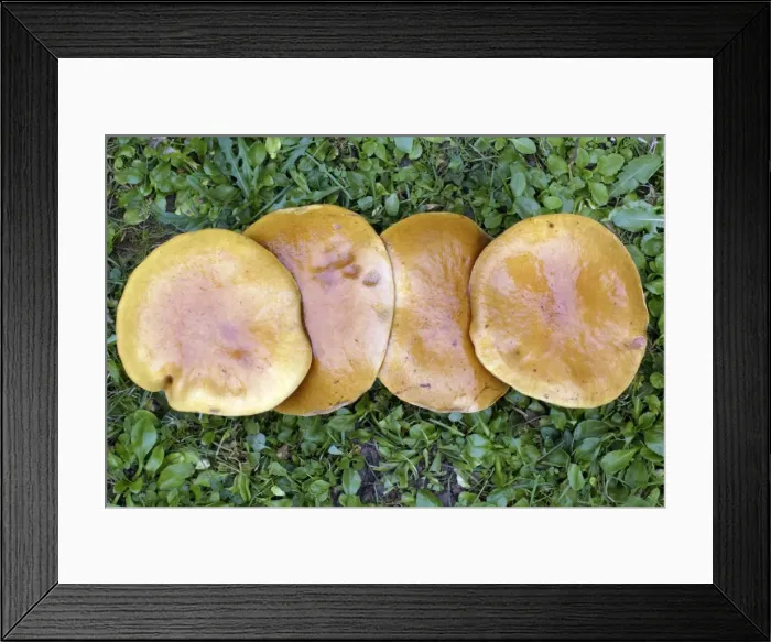 Framed Print : Larch Bolete Fungus - caps growing on lawn at base of larch tree, Lower Saxony, Germany Framed Print : Larch Bolete Fungus - caps growing on lawn at base of larch tree, Lower Saxony, Germany