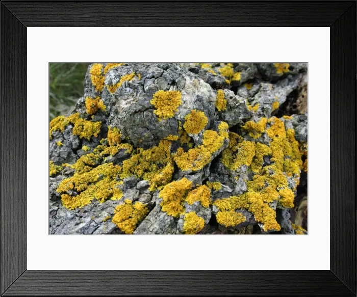 Framed Print : Lichen - growing on old tree stem. Northumberland, UK Framed Print : Lichen - growing on old tree stem. Northumberland, UK
