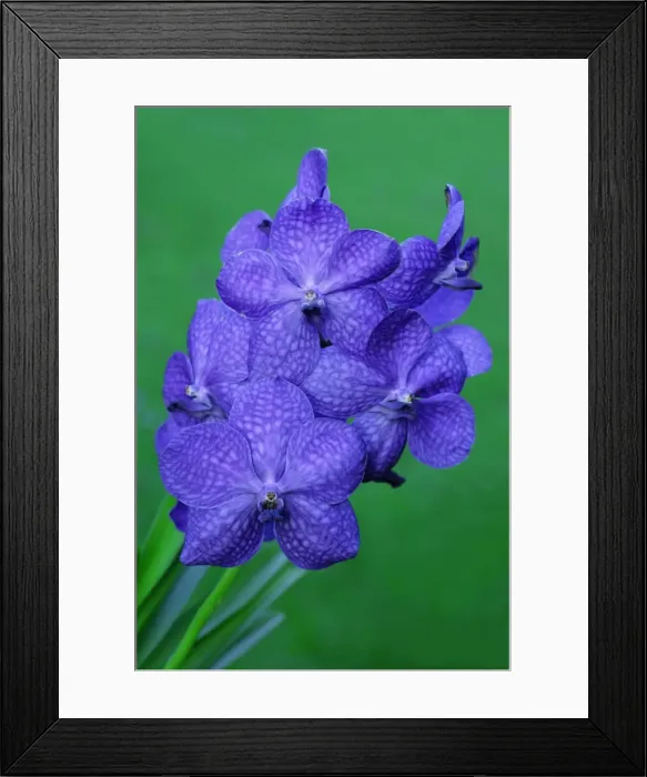 Framed Print : Hybrid Orchid - blossom, arboreal type. Lower Saxony, Germany Framed Print : Hybrid Orchid - blossom, arboreal type. Lower Saxony, Germany