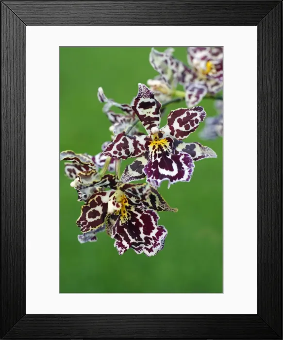 Framed Print : Hybrid Orchid - blossom, arboreal type. Lower Saxony, Germany Framed Print : Hybrid Orchid - blossom, arboreal type. Lower Saxony, Germany