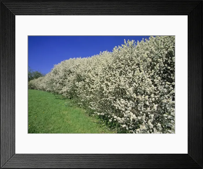 Framed Print : Blackthorn - hedge, flowering in April, Hessen, Germany