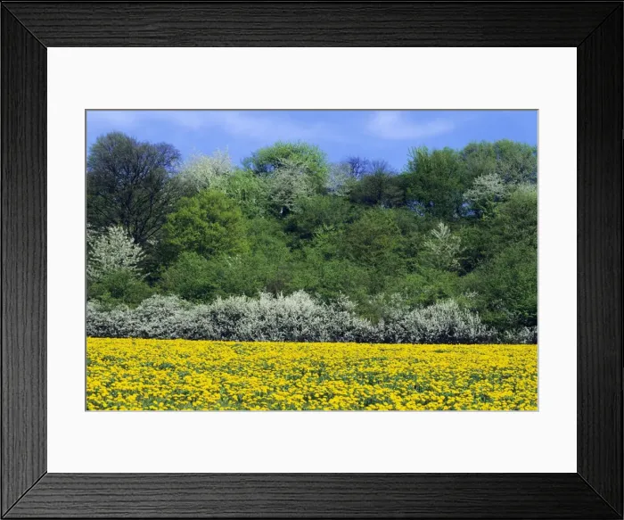 Framed Print : Extensive mature flowering hedge - on edge of dandelion filled meadow in May, Hessen, Germany Framed Print : Extensive mature flowering hedge - on edge of dandelion filled meadow in May, Hessen, Germany