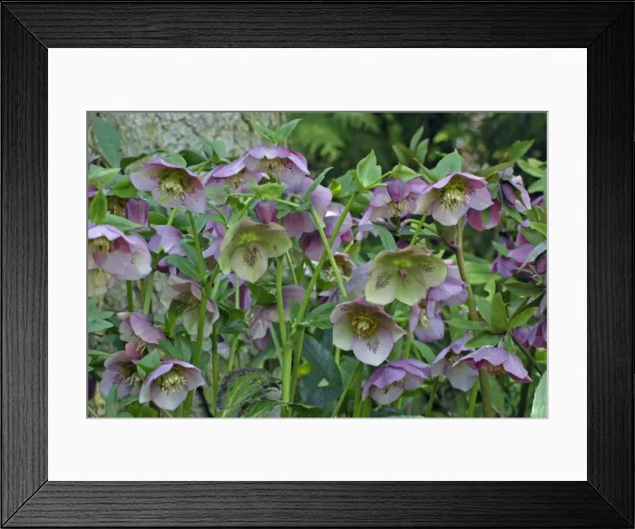 Framed Print : Hellebore Blossom - in garden, Febuary, Lower Saxony, Germany Framed Print : Hellebore Blossom - in garden, Febuary, Lower Saxony, Germany