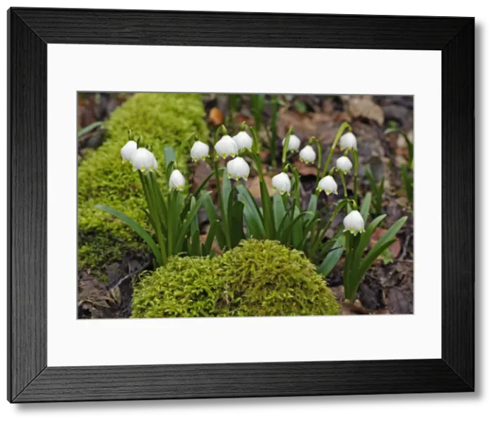 Framed Print : Summer Snowflake - flowering in deciduous woodland, Hessen, Germany Framed Print : Summer Snowflake - flowering in deciduous woodland, Hessen, Germany