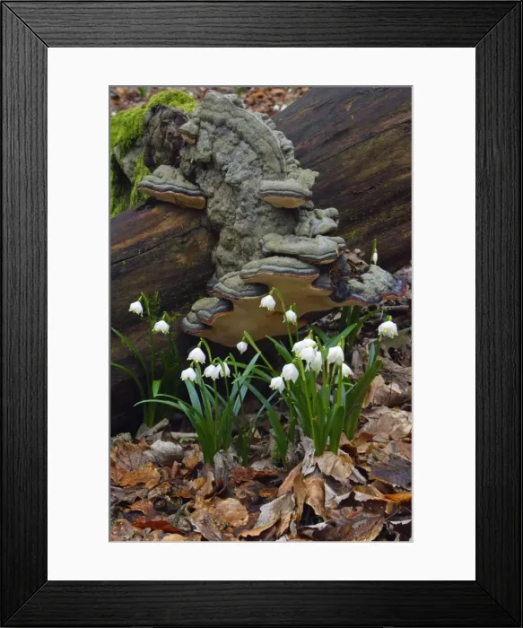 Framed Print : Summer Snowflake - flowering in deciduous woodland, Hessen, Germany Framed Print : Summer Snowflake - flowering in deciduous woodland, Hessen, Germany
