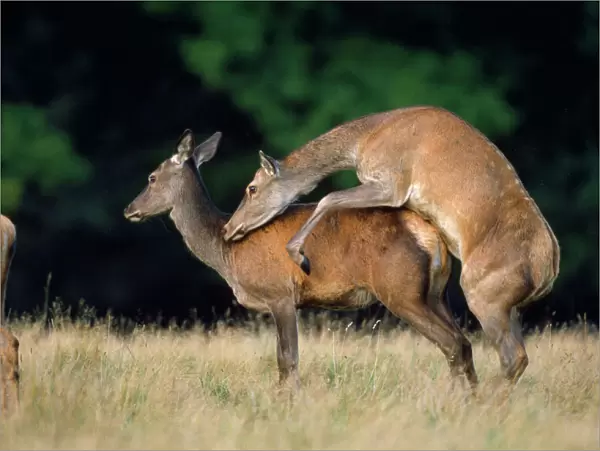 Red Deer - hinds sexually stimulated during the rut