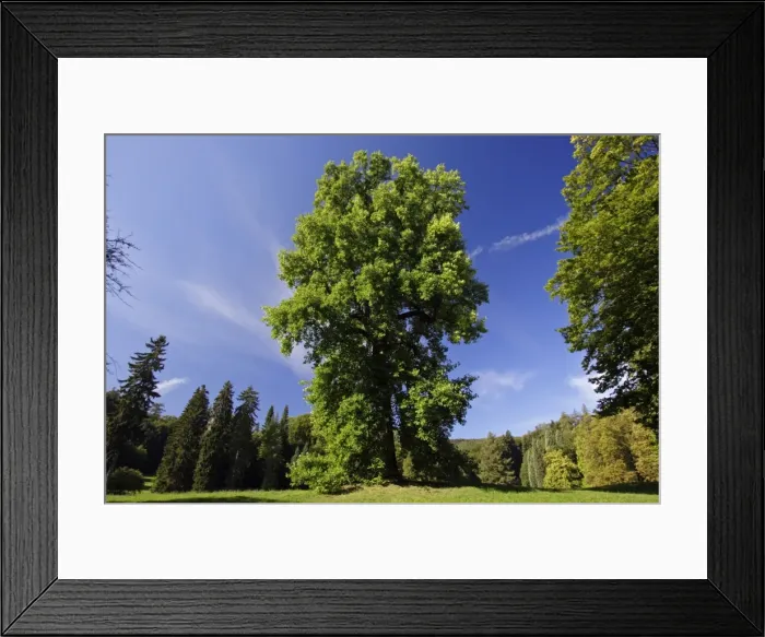 Framed Print : Tulip-Tree - in Wilhems-Hohe hill park, Kassel, Hessen, Germany Framed Print : Tulip-Tree - in Wilhems-Hohe hill park, Kassel, Hessen, Germany