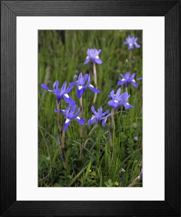Framed Print : Iris Barbary Nut - Extremadura, Spain Framed Print : Iris Barbary Nut - Extremadura, Spain