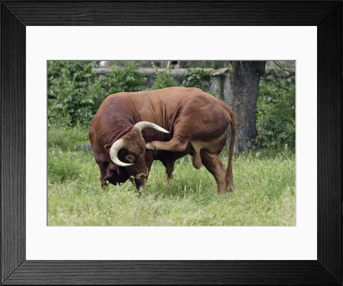 Framed Print : Bull - on meadow, Alentejo, Portugal Framed Print : Bull - on meadow, Alentejo, Portugal