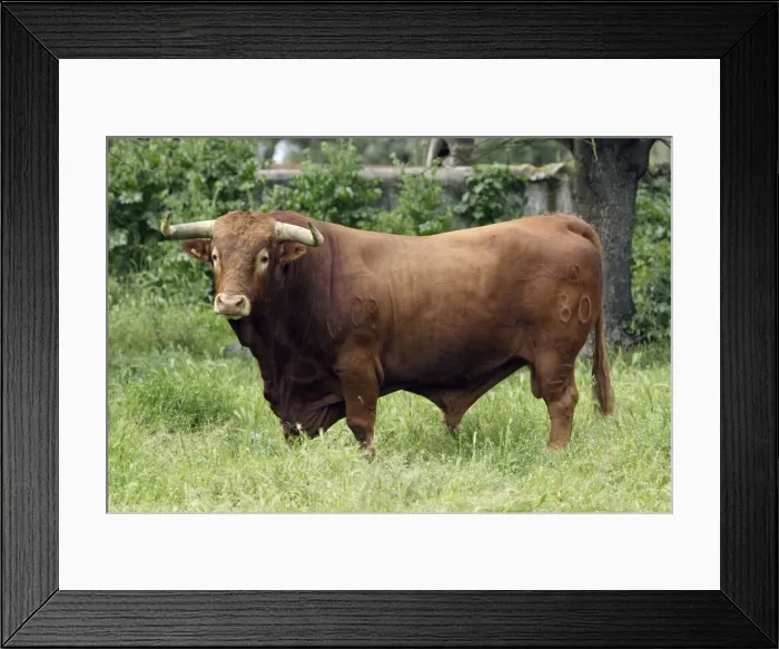 Framed Print : Bull - on meadow, Alentejo, Portugal Framed Print : Bull - on meadow, Alentejo, Portugal