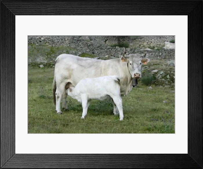 Framed Print : Cow with calf - Extremadura, Spain Framed Print : Cow with calf - Extremadura, Spain