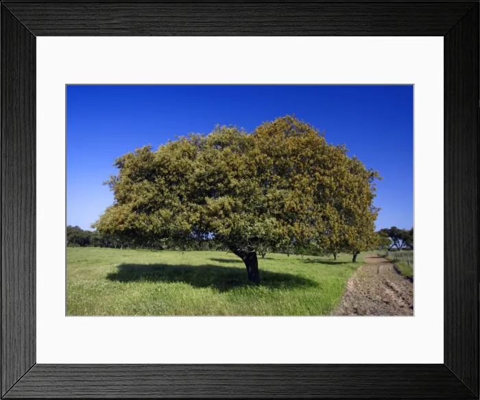 Framed Print : Holm Oak - single tree, Alentejo, Portugal Framed Print : Holm Oak - single tree, Alentejo, Portugal