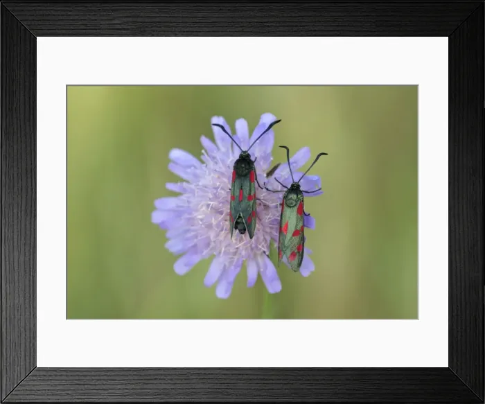 Framed Print : 6-spot Burnet - two insects resting on scabious flower, Hessen, Germany Framed Print : 6-spot Burnet - two insects resting on scabious flower, Hessen, Germany