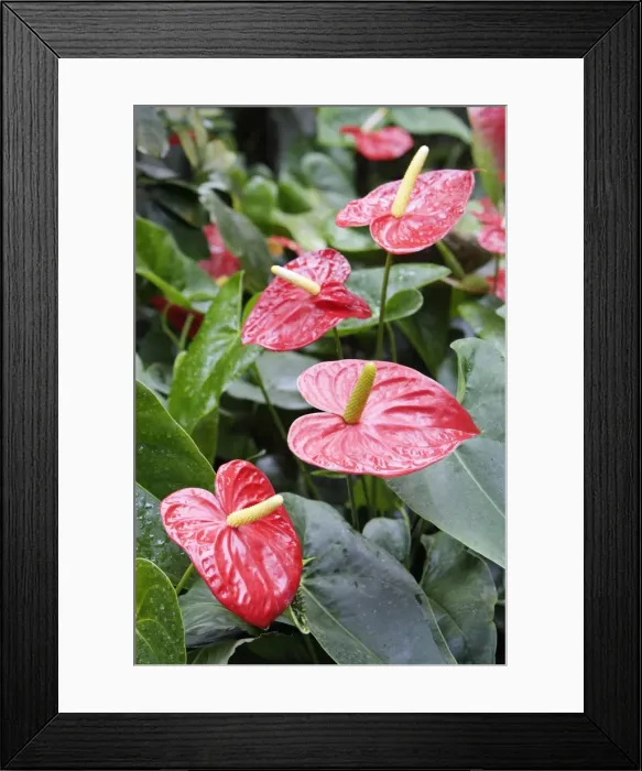 Framed Print : Tail Flower - plant in full flower, Emmen, Holland Framed Print : Tail Flower - plant in full flower, Emmen, Holland
