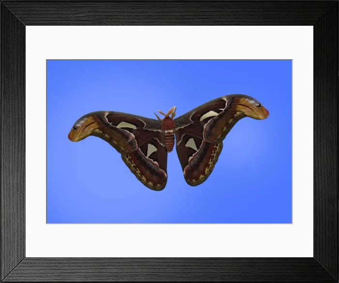 Framed Print : Atlas Moth - adult male, Emmen, Holland Framed Print : Atlas Moth - adult male, Emmen, Holland