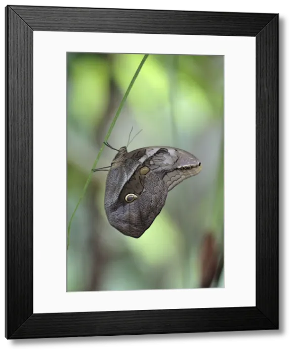 Framed Print : Bamboo Butterfly - resting on leaf stalk, showing underside of wings, Emmen, Holland Framed Print : Bamboo Butterfly - resting on leaf stalk, showing underside of wings, Emmen, Holland