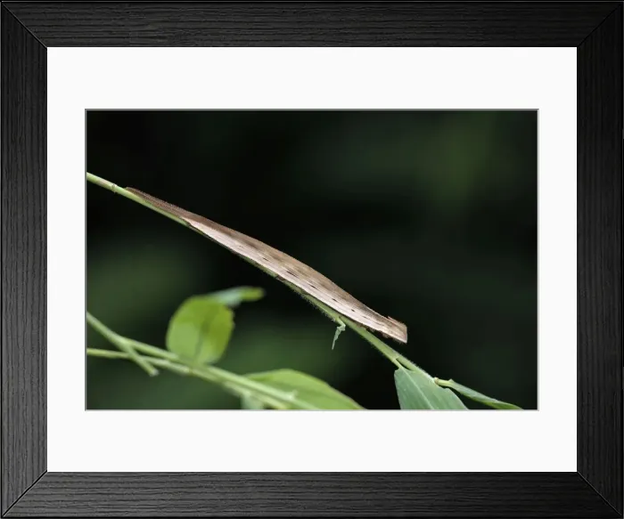 Framed Print : Bamboo Butterfly - caterpillar on bamboo leaf stalk, Emmen, Holland Framed Print : Bamboo Butterfly - caterpillar on bamboo leaf stalk, Emmen, Holland