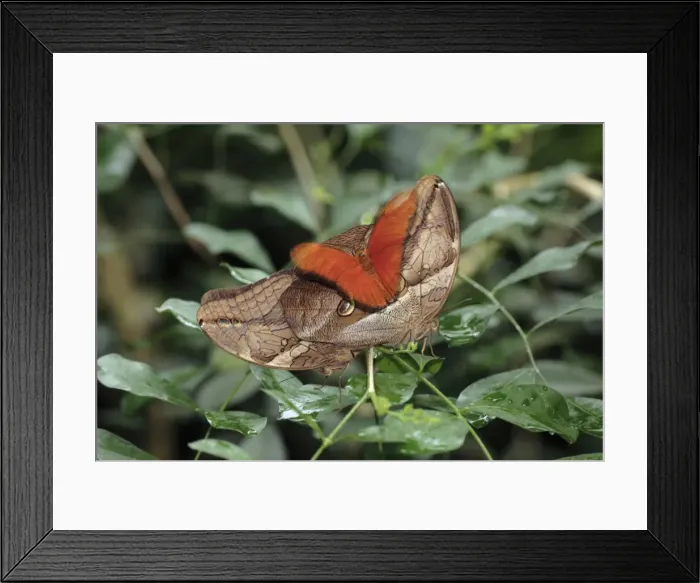Framed Print : Bamboo and Julia Heliconian butterfly (Dryas julia) - a Julia Heliconian butterfly landing on 2 mating Bamboo butterflies, Emmen, Holland Framed Print : Bamboo and Julia Heliconian butterfly (Dryas julia) - a Julia Heliconian butterfly landing on 2 mating Bamboo butterflies, Emmen, Holland