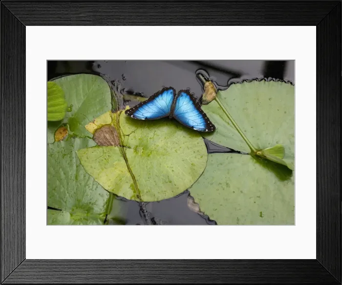 Framed Print : Blue Morpho Butterfly - resting on waterlily pads, Emmen, Holland Framed Print : Blue Morpho Butterfly - resting on waterlily pads, Emmen, Holland