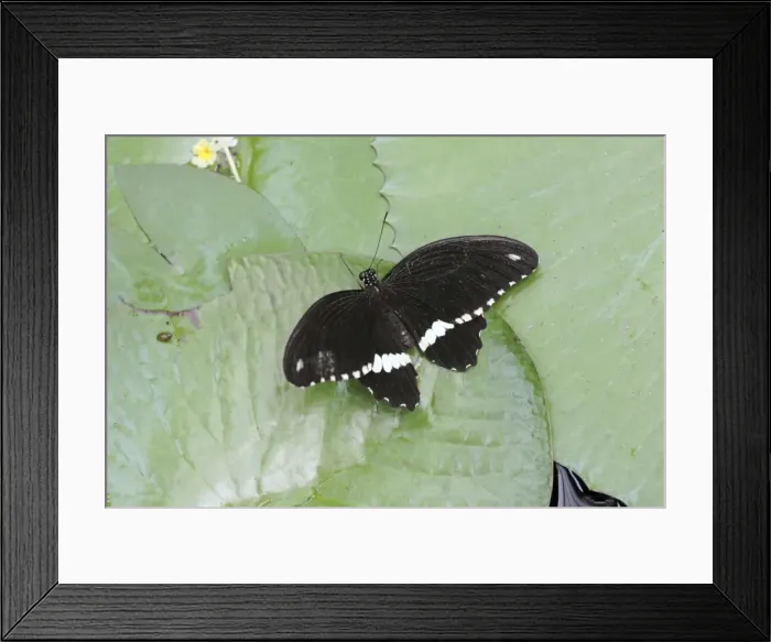 Framed Print : Common Mormon - butterfly resting on waterlily pads, Emmen, Holland Framed Print : Common Mormon - butterfly resting on waterlily pads, Emmen, Holland