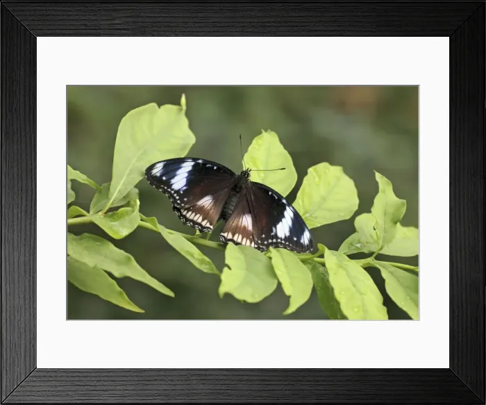 Framed Print : Danaid Eggfly - male resting on bush, Emmen, Holland Framed Print : Danaid Eggfly - male resting on bush, Emmen, Holland