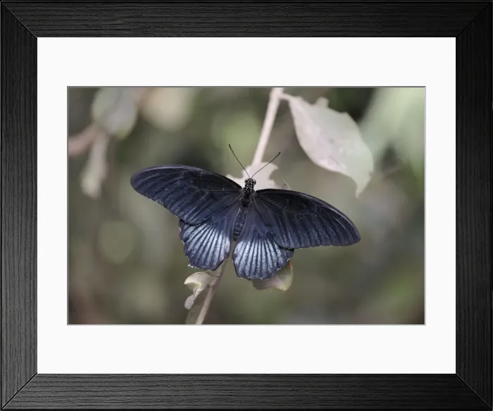 Framed Print : Emerald Swallowtail Butterfly - resting on bush, Emmen, Holland