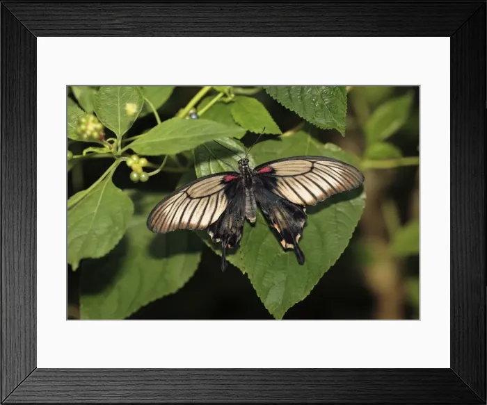 Framed Print : Great Mormon Butterfly - resting on leaf, Emmen, Holland Framed Print : Great Mormon Butterfly - resting on leaf, Emmen, Holland