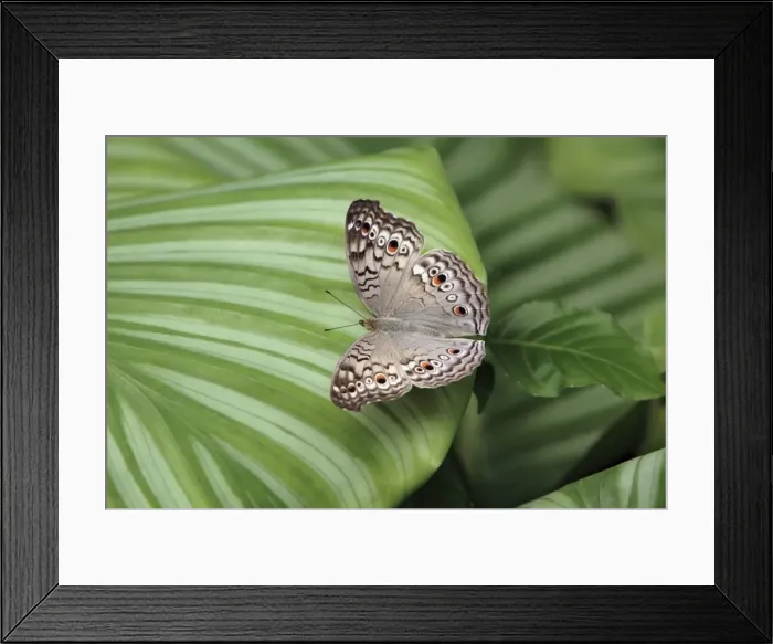 Framed Print : Grey Pansy Butterfly - resting on plant leaf, Emmen, Holland Framed Print : Grey Pansy Butterfly - resting on plant leaf, Emmen, Holland