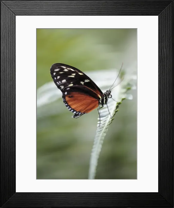 Framed Print : Hecales Longwing Butterfly - resting on leaf, showing undersides of wings, Emmen, Holland Framed Print : Hecales Longwing Butterfly - resting on leaf, showing undersides of wings, Emmen, Holland