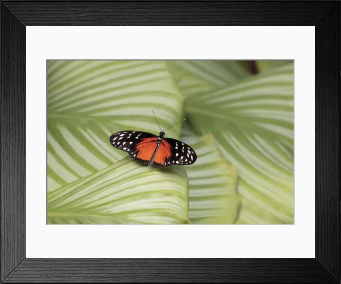 Framed Print : Hecales Longwing Butterfly - resting on leaf, Emmen, Holland Framed Print : Hecales Longwing Butterfly - resting on leaf, Emmen, Holland
