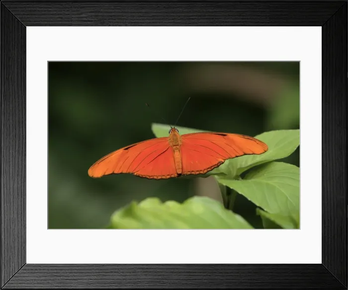 Framed Print : Julia Heliconian Butterfly - resting on leaf, Emmen, Holland Framed Print : Julia Heliconian Butterfly - resting on leaf, Emmen, Holland