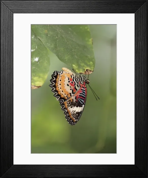Framed Print : Malay Lacewing Butterfly - resting, showing underside of wings, Emmen, Holland Framed Print : Malay Lacewing Butterfly - resting, showing underside of wings, Emmen, Holland