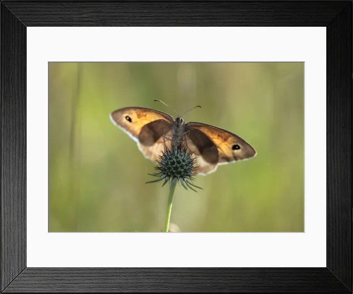 Framed Print : Meadow Brown Butterfly - warming itself in early morning sunshine, Hessen, Germany Framed Print : Meadow Brown Butterfly - warming itself in early morning sunshine, Hessen, Germany