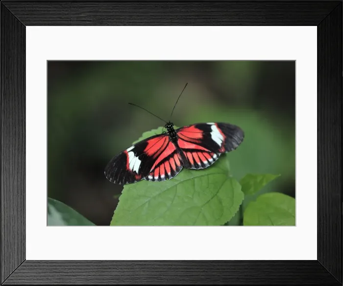 Framed Print : Piano Key Butterfly - resting on leaf, Emmen, Holland Framed Print : Piano Key Butterfly - resting on leaf, Emmen, Holland